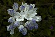 Howell's Triteleia, Triteleia grandiflora howellii